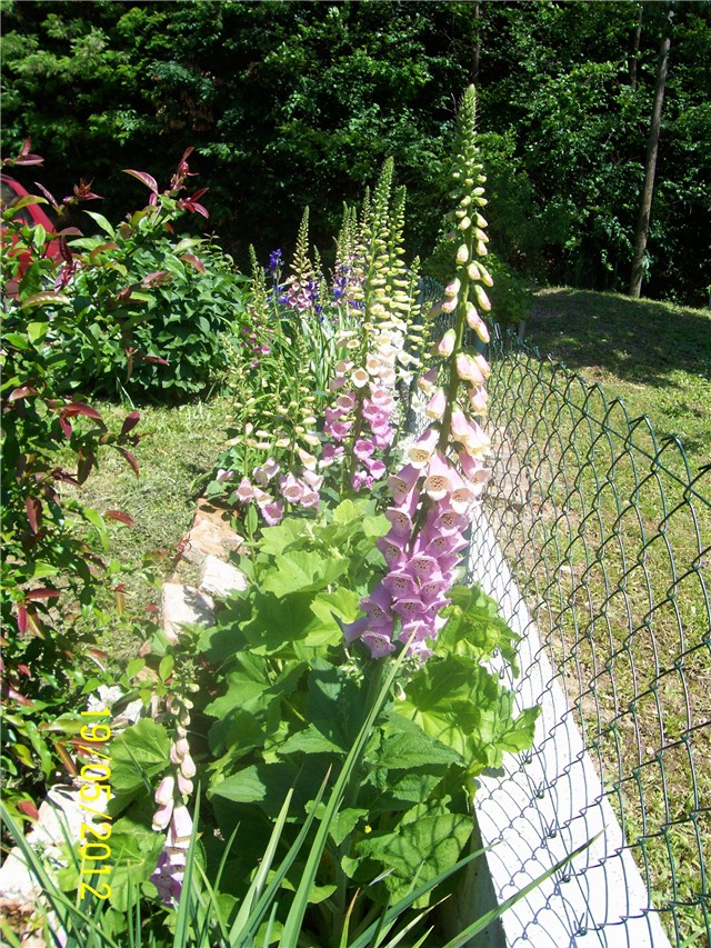 Digitalis